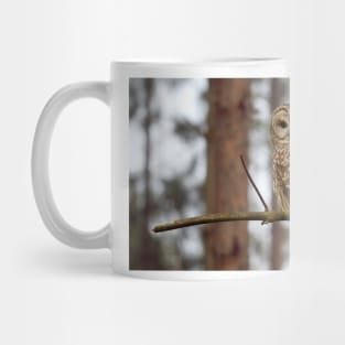 Barred Owl on a limb Mug